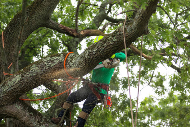 Trusted Jackson, GA Tree Removal Services Experts