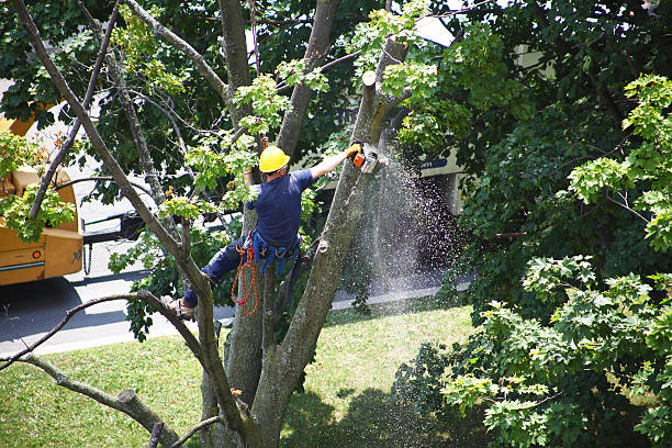 Best Landscape Design and Installation  in Jackson, GA