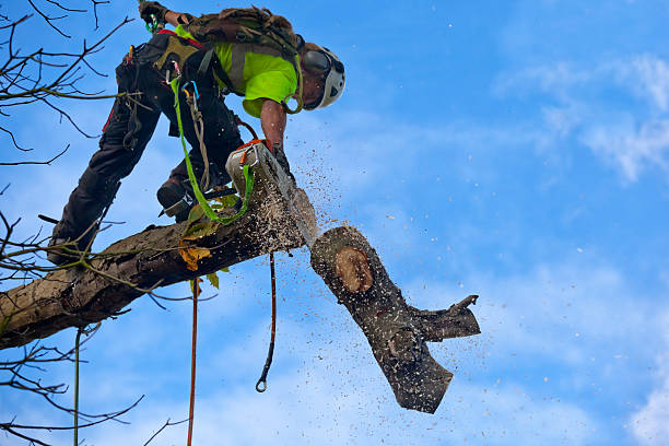 Best Seasonal Cleanup (Spring/Fall)  in Jackson, GA