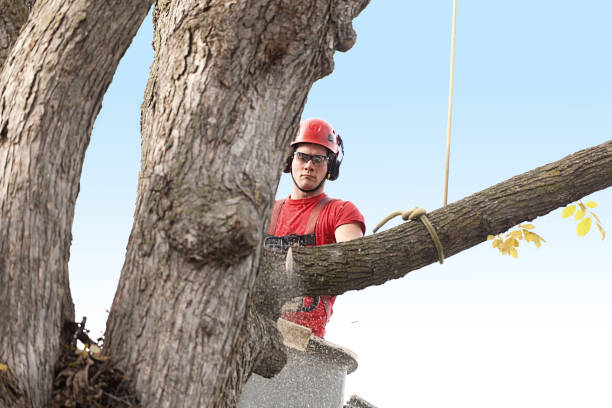 How Our Tree Care Process Works  in  Jackson, GA